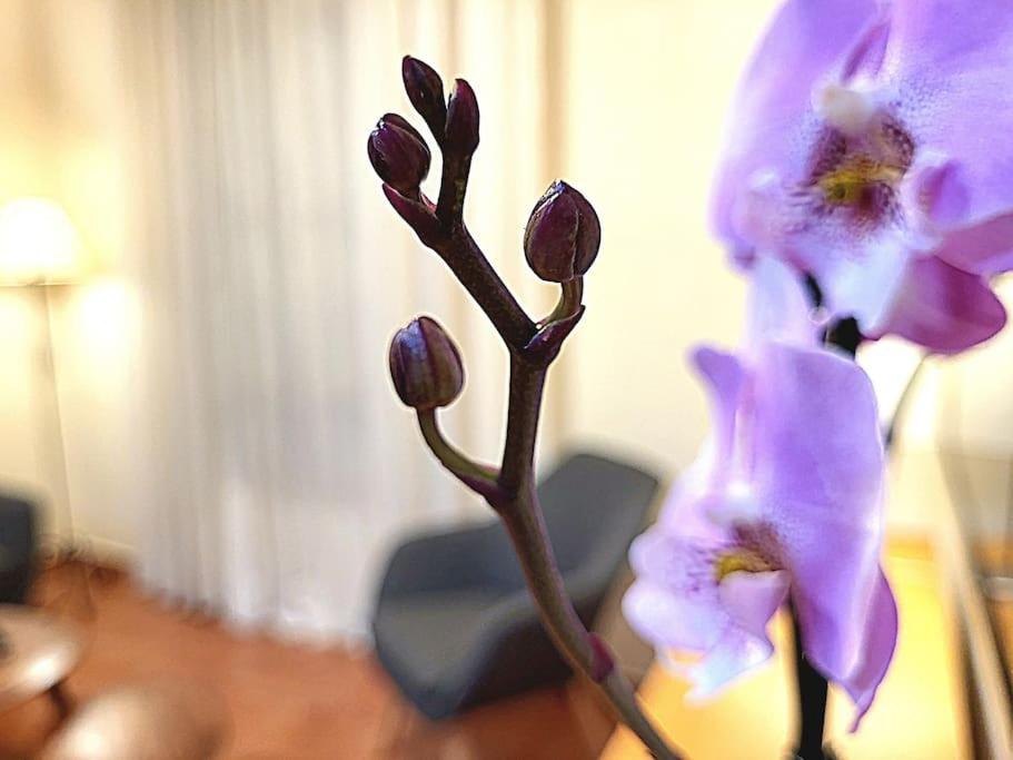 Flamenco, Apartamento Exclusivo De Dos Habitaciones En El Pleno Del Casco Antiguo, Alicante, Playa, Centro Historico, Rambla מראה חיצוני תמונה